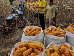 Ketua DPD Partai Golkar Kabupaten Way Kanan Hadiri Panen Raya Jagung di Kecamatan Baradatu