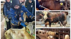 Mendekati Idul adha. Harga Hewan Qurban Meningkat