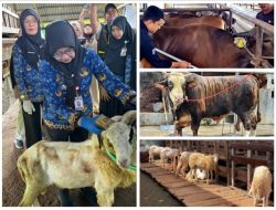 Penjualan Sapi Kurban Lampung 2026 Naik 40,15 Persen, Domba Melonjak 121,76 Persen