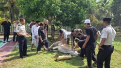 LAPAS AMPANA GELAR PENYEMBELIHAN HEWAN QURBAN IDUL ADHA 1447 H, WUJUDKAN PEMBINAAN SPIRITUAL DAN KEPEDULIAN SOSIAL