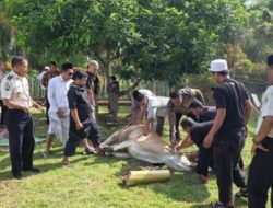 LAPAS AMPANA GELAR PENYEMBELIHAN HEWAN QURBAN IDUL ADHA 1447 H, WUJUDKAN PEMBINAAN SPIRITUAL DAN KEPEDULIAN SOSIAL