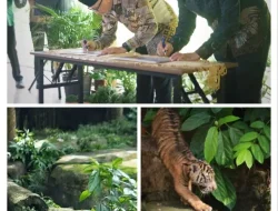 Anak Harimau Sumatera Tampil Perdana, Gubernur Lampung Resmikan Nama