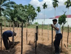 Dukung Ketahanan Pangan, Lapas Muara Tebo Kembali Tanam Bibit Mentimun di Lahan SAE