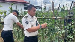 Dukung Ketahanan Pangan dan Program Aksi Menteri Imipas, Lapas Muara Tebo Kembali Panen Kacang Panjang Hasil Pembinaan Warga Binaan