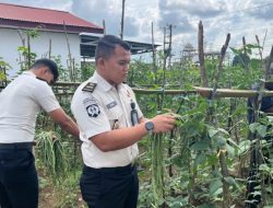 Dukung Ketahanan Pangan dan Program Aksi Menteri Imipas, Lapas Muara Tebo Kembali Panen Kacang Panjang Hasil Pembinaan Warga Binaan