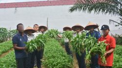 Dukung Ketahanan Pangan dan Program Aksi Menteri Imipas, Lapas Muara Tebo Panen Kangkung Hasil Pembinaan Kemandirian Warga Binaan