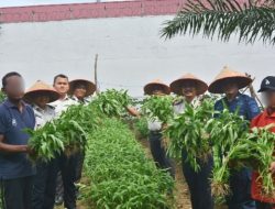 Dukung Ketahanan Pangan dan Program Aksi Menteri Imipas, Lapas Muara Tebo Panen Kangkung Hasil Pembinaan Kemandirian Warga Binaan
