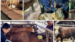 Antusiasme Berkurban Meningkat, Pemotongan Sapi di Lampung Tembus 24.986 Ekor