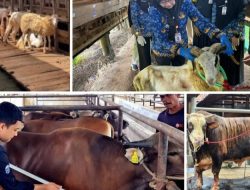 Antusiasme Berkurban Meningkat, Pemotongan Sapi di Lampung Tembus 24.986 Ekor