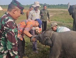 Marsda Dedi: Way Kambas Harus Dijaga Bersama demi Masa Depan Gajah Sumatra