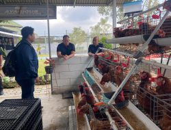 Produktif dan Mandiri, Rutan Bandar Lampung Perkuat Ketahanan Pangan Lewat Budidaya 250 Ayam Petelur