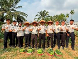Dukung Ketahanan Pangan, Lapas Muara Tebo Kembali Panen Mentimun Hasil Pembinaan Kemandirian