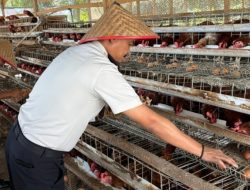 Dukung Ketahanan Pangan, Lapas Muara Tebo Panen Telur Ayam Hasil Pembinaan Kemandirian Bidang Peternakan