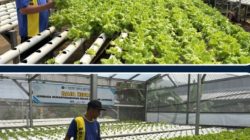 Tetap Menghijau Saat Akhir Pekan, Lapas Kelas I Bandar Lampung Tegaskan Karya Bermanfaat Tidak Pernah Libur