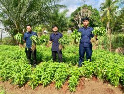 Dukung Ketahanan Pangan, Lapas Muara Tebo Kembali Panen 110 Ikat Kangkung Hasil Pembinaan Kemandirian