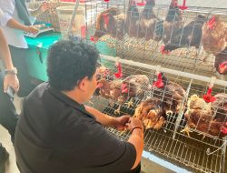 Rutan Kelas I Bandar Lampung Laksanakan Vaksinasi 250 Ayam Petelur untuk Jaga Kesehatan Ternak