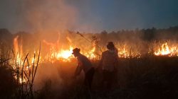 Quick Respon Satuan Brimob Polda Lampung Terjunkan Personel Tangani Karhutla di Taman Nasional Way Kambas