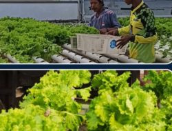 Dukung Program Pemerintah, Lembaga Pemasyarakatan Kelas 1 Bandar Lampung Salurkan 25 Kilogram Selada Hidroponik Karya Warga Binaan ke SPPG Tanjung Karang Barat