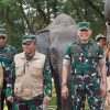 Saat Way Kambas Belajar Berdamai dengan Gajah: Dari Lebah, Sereh hingga Mahot ke Thailand*