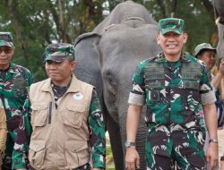 Saat Way Kambas Belajar Berdamai dengan Gajah: Dari Lebah, Sereh hingga Mahot ke Thailand*