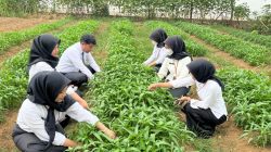 Lahan Produktif, Harapan Positif, Bukti Nyata Produktivitas Panen Kangkung Hasil Pembinaan Kemandirian Warga Binaan