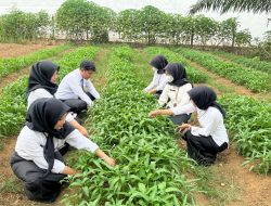 Lahan Produktif, Harapan Positif, Bukti Nyata Produktivitas Panen Kangkung Hasil Pembinaan Kemandirian Warga Binaan