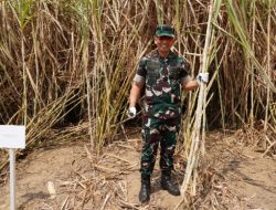 Panen Tebu Register 44 Kembali Bergulir, KSP Dudung Pastikan Aspirasi Petani Ditindaklanjuti