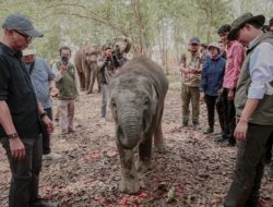 Pemprov Lampung Dorong Keseimbangan Konservasi Gajah dan Aktivitas Masyarakat
