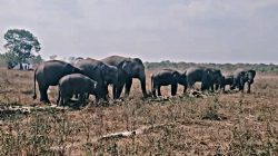 Kisah Sukowiyono dan Gajah Erin: Merawat Nafas yang Nyaris Padam, Menepis Luka di Belalai yang Tak Lagi Utuh
