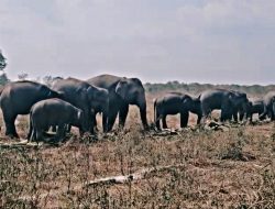 Kisah Sukowiyono dan Gajah Erin: Merawat Nafas yang Nyaris Padam, Menepis Luka di Belalai yang Tak Lagi Utuh